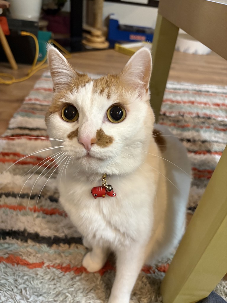 投稿写真