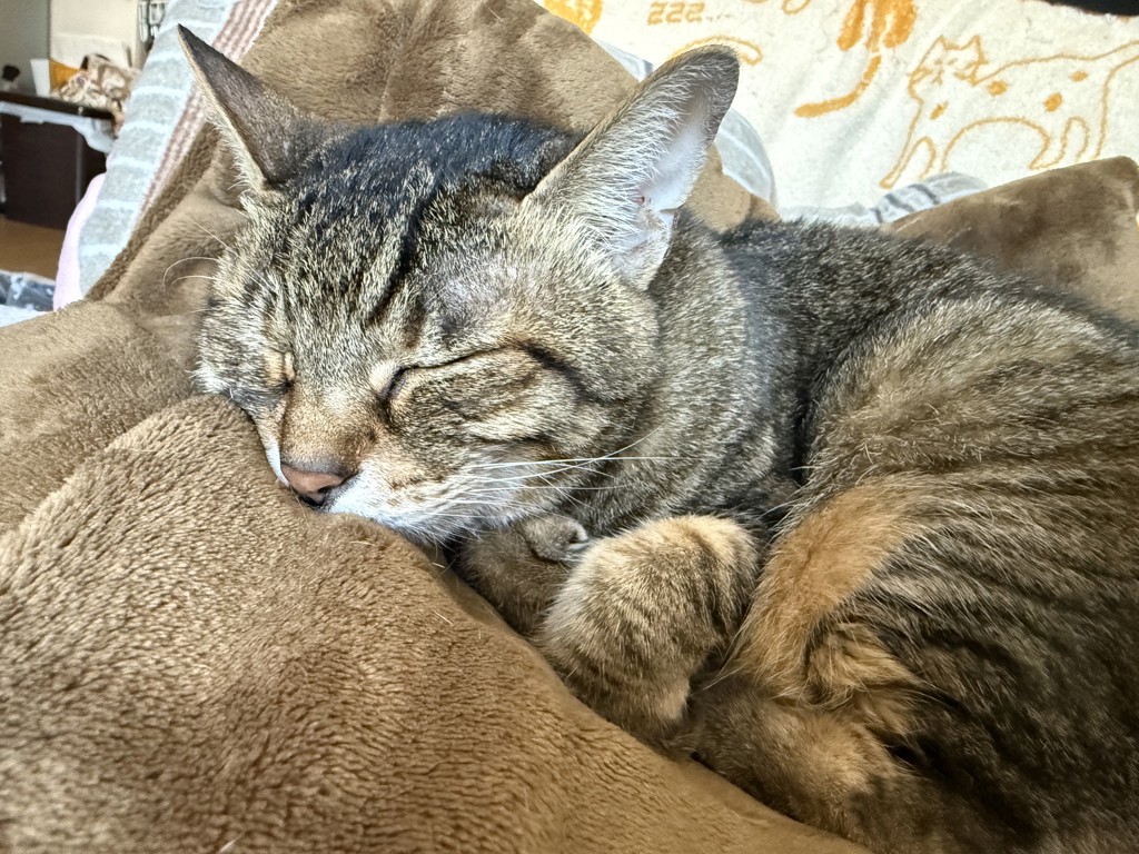 投稿写真