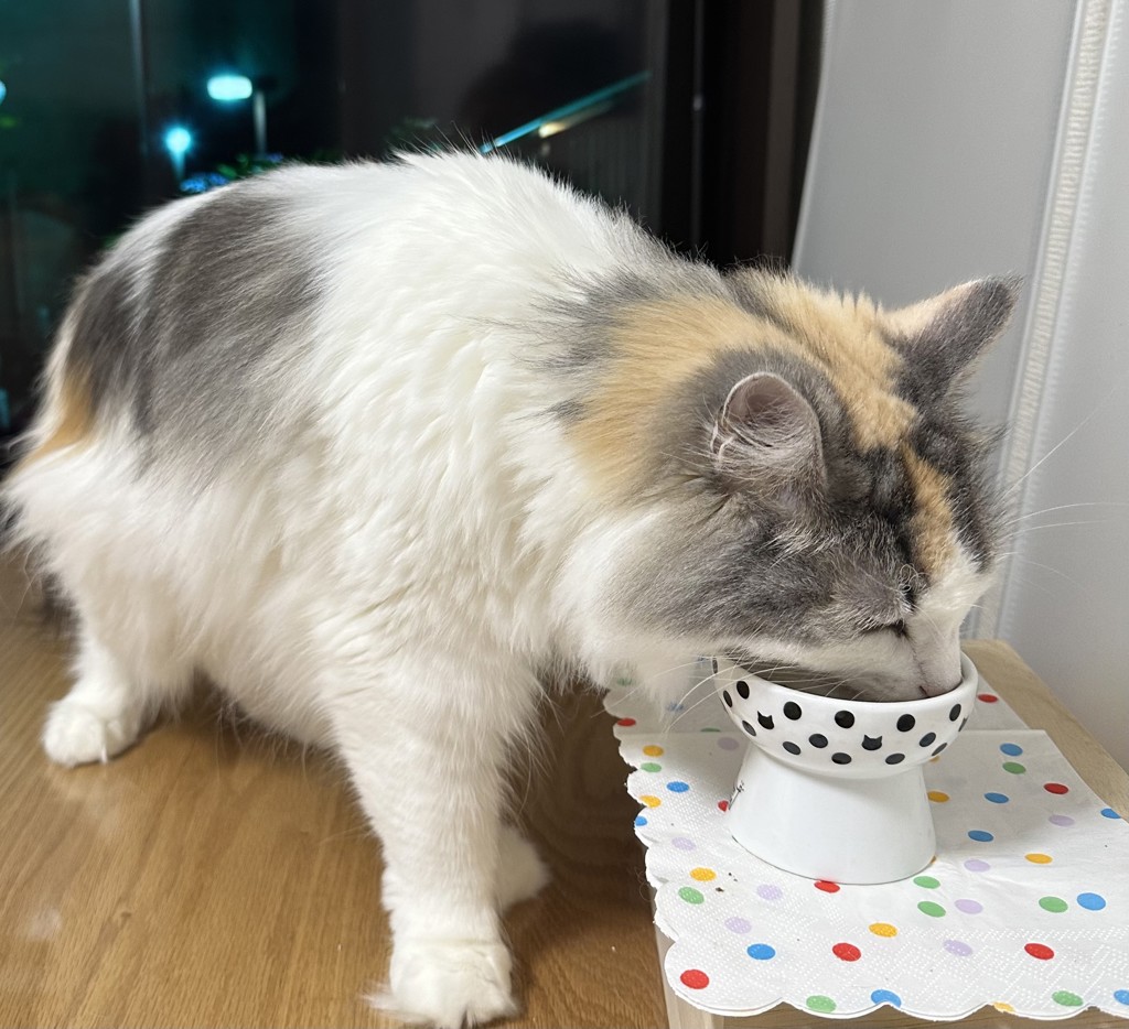 投稿写真