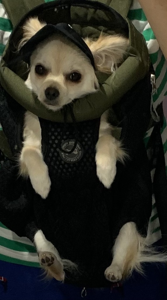 投稿写真