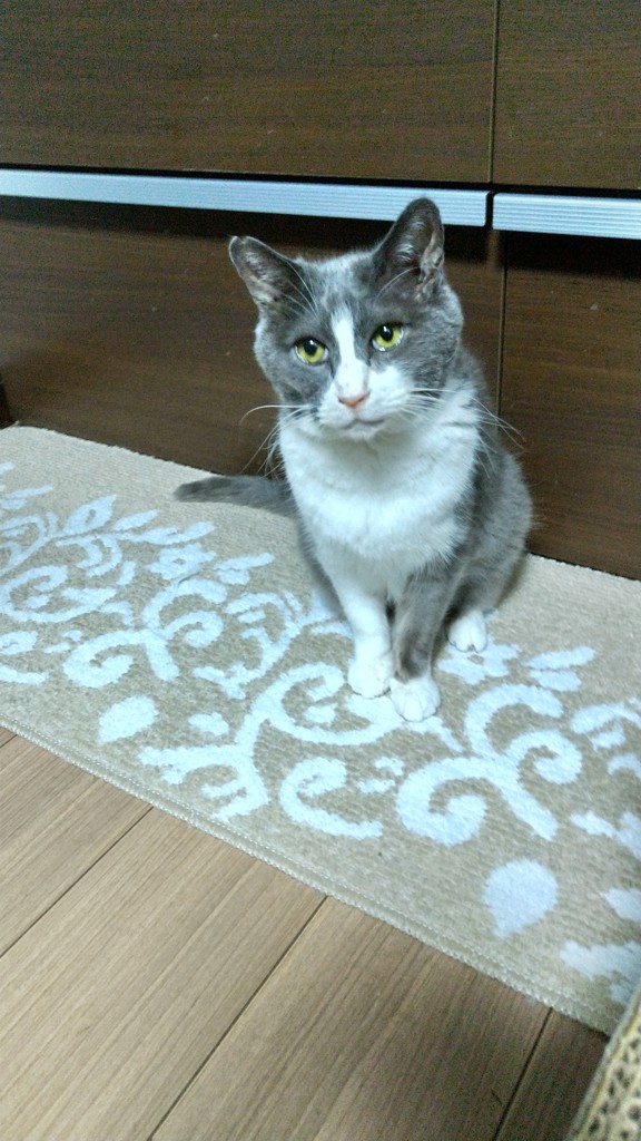 投稿写真
