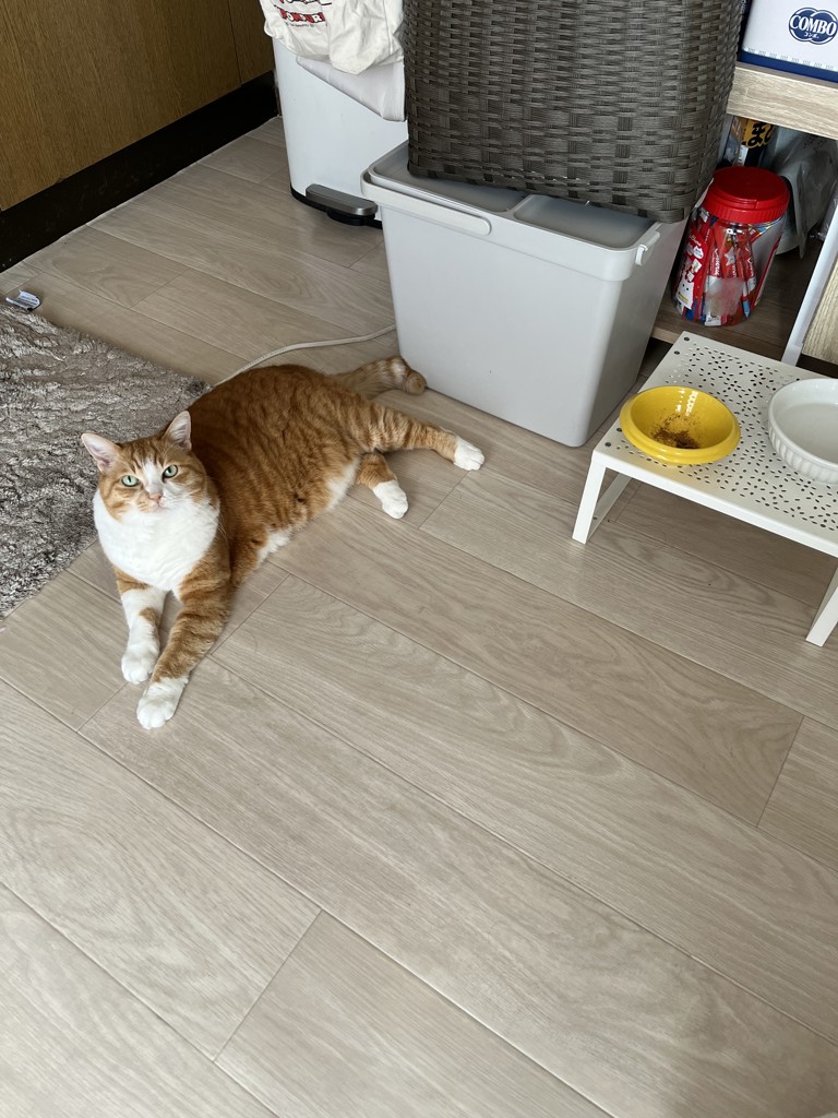 投稿写真