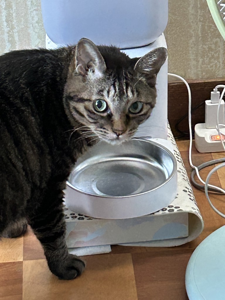 投稿写真