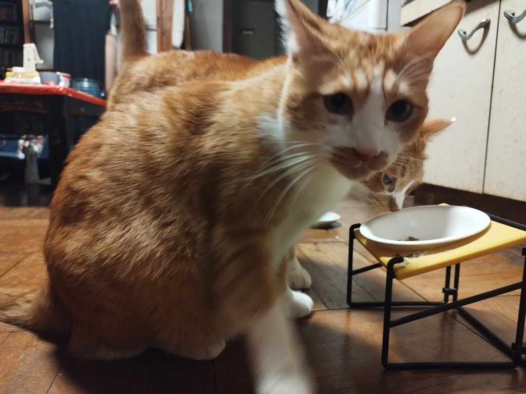 投稿写真
