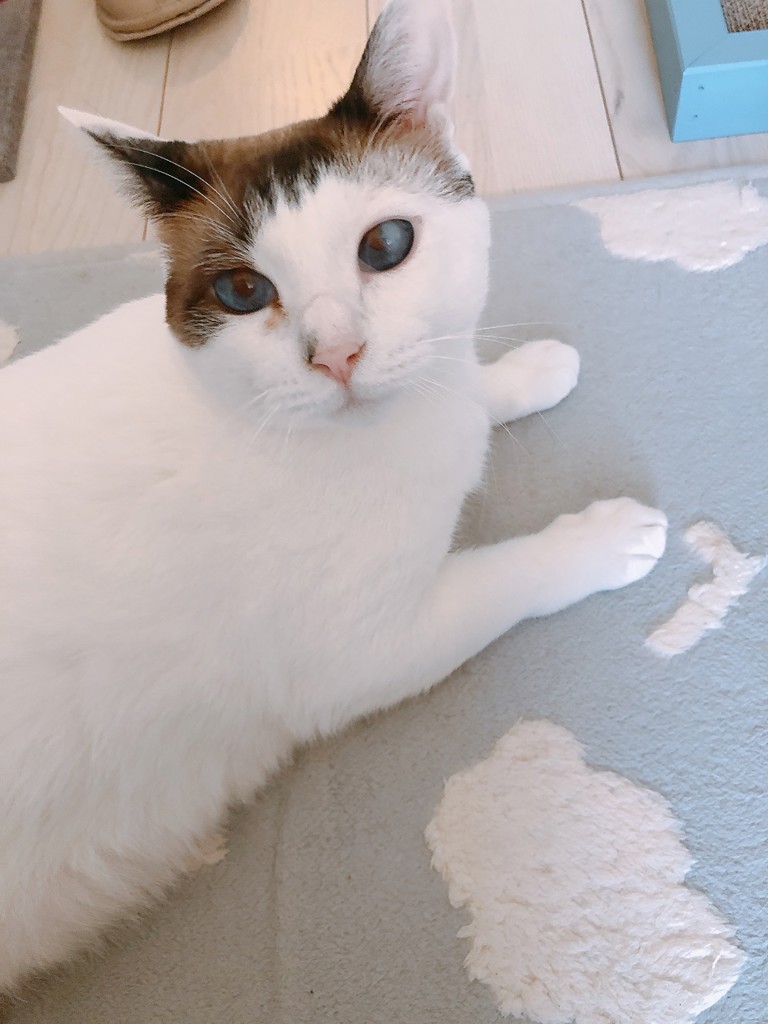 投稿写真