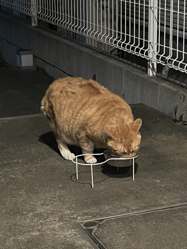 投稿写真