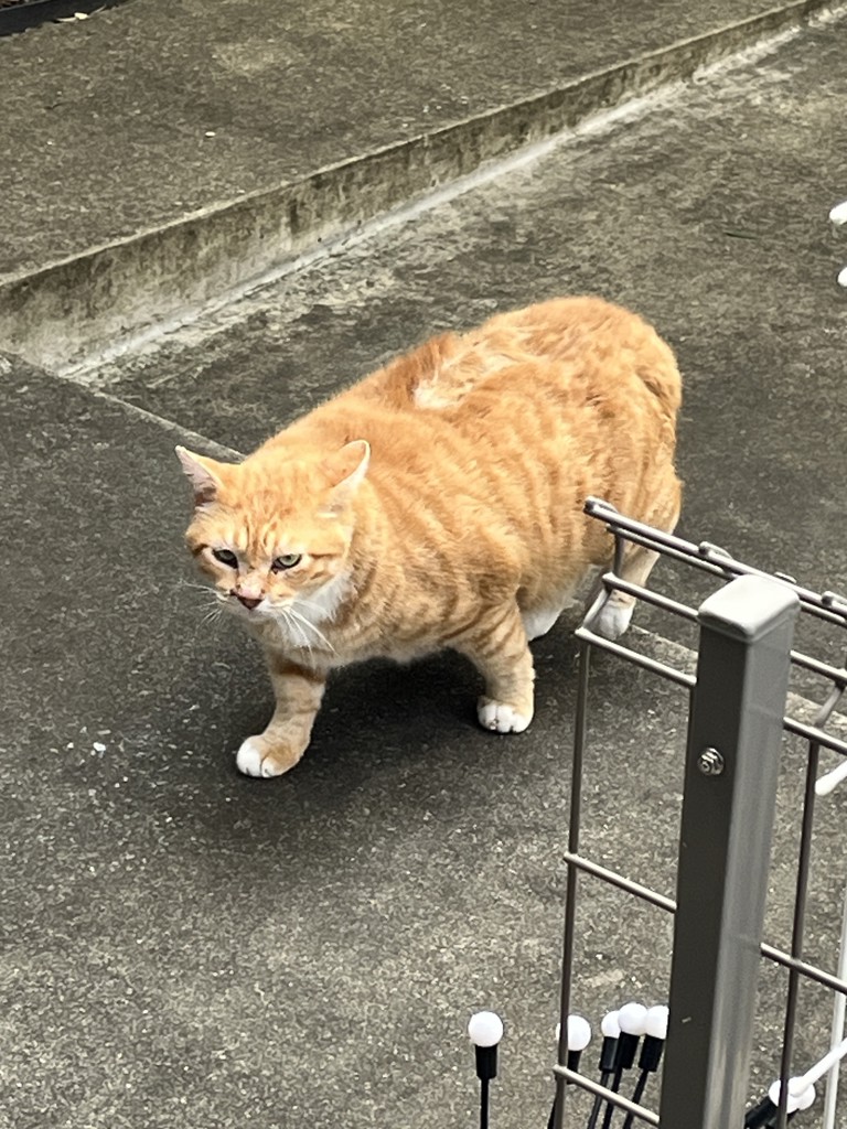 投稿写真