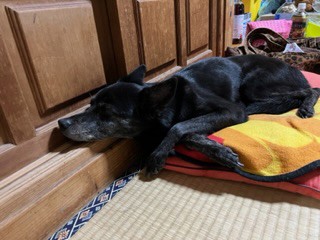 投稿写真