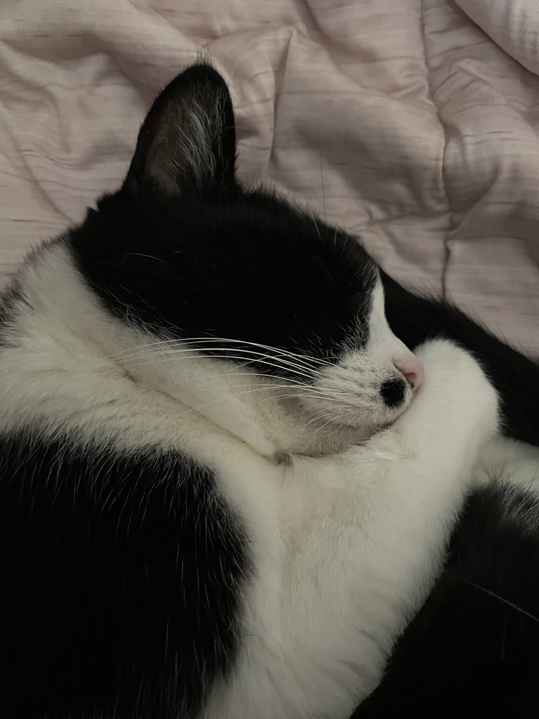投稿写真
