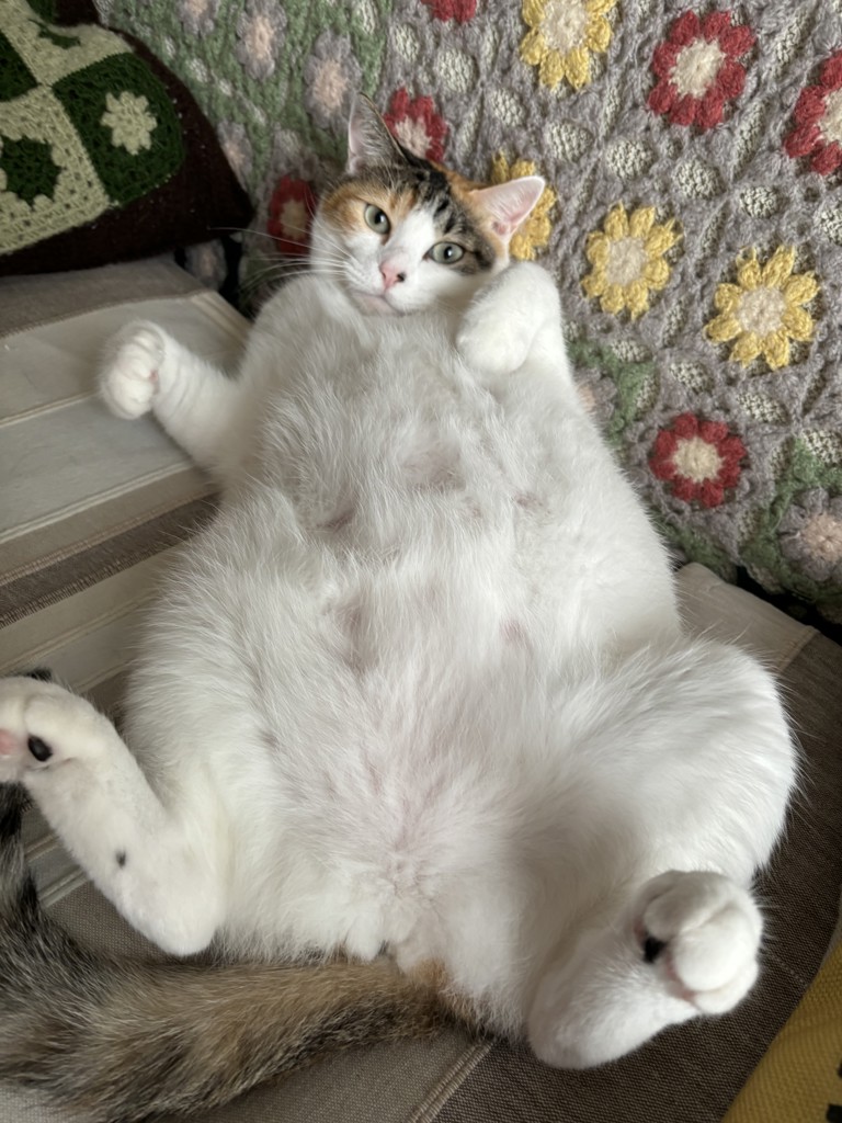 投稿写真