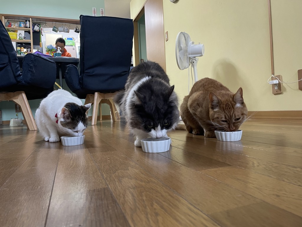 投稿写真