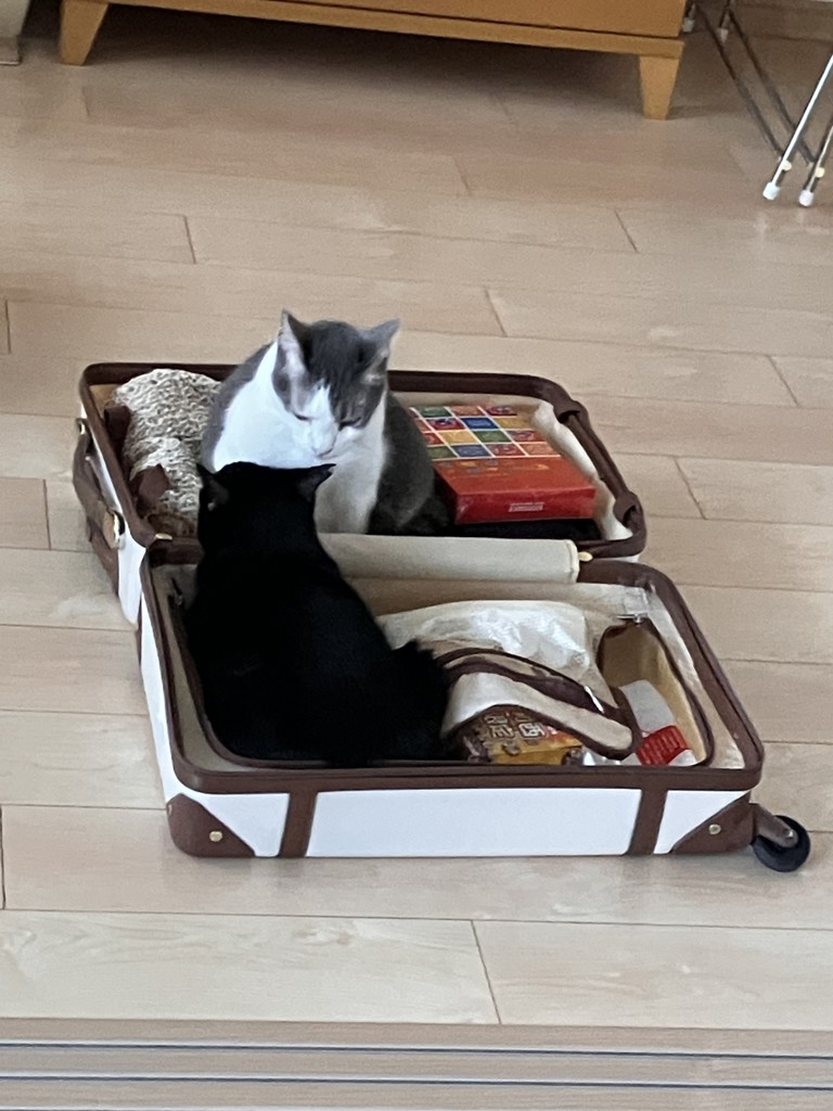 投稿写真