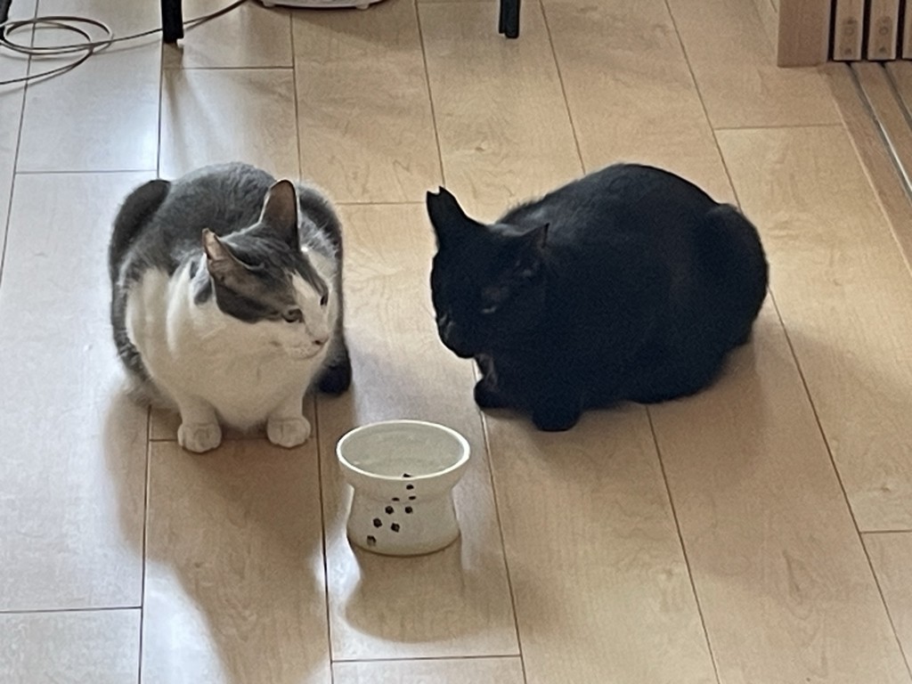 投稿写真