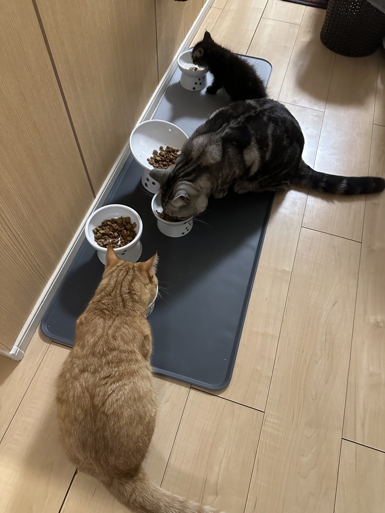 投稿写真