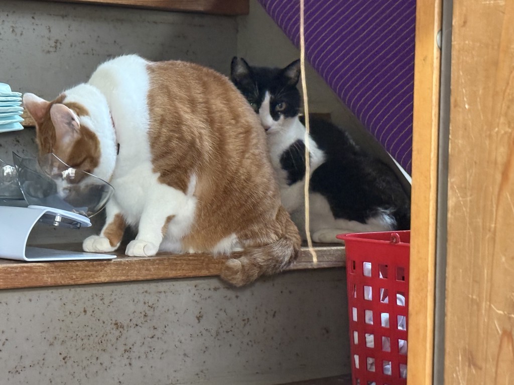 投稿写真