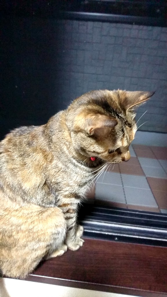 投稿写真