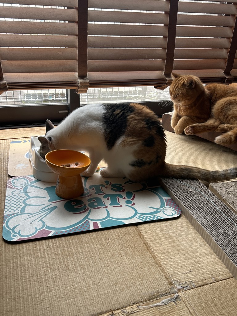 投稿写真