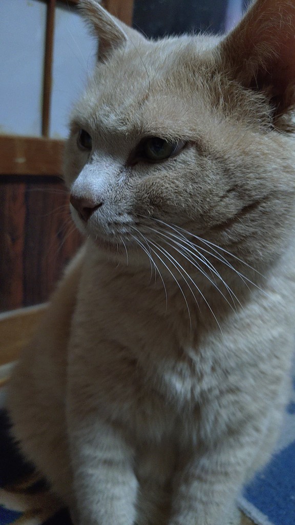 投稿写真