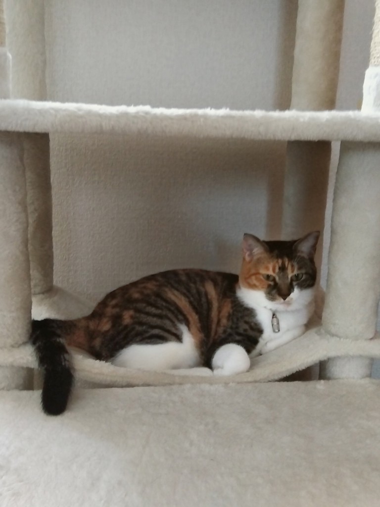 投稿写真