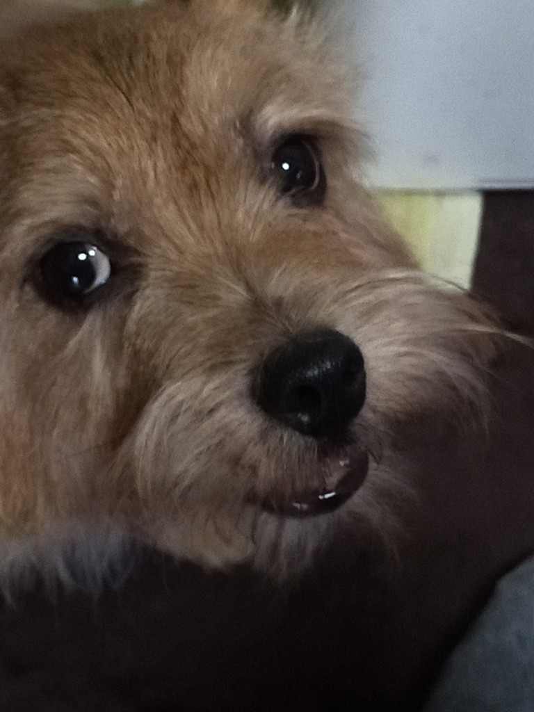 投稿写真