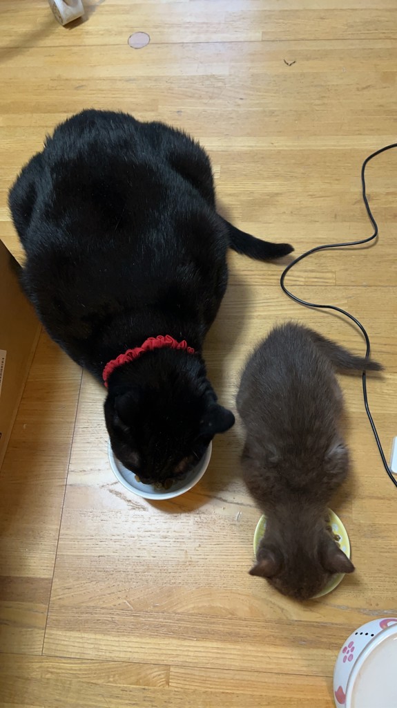 投稿写真