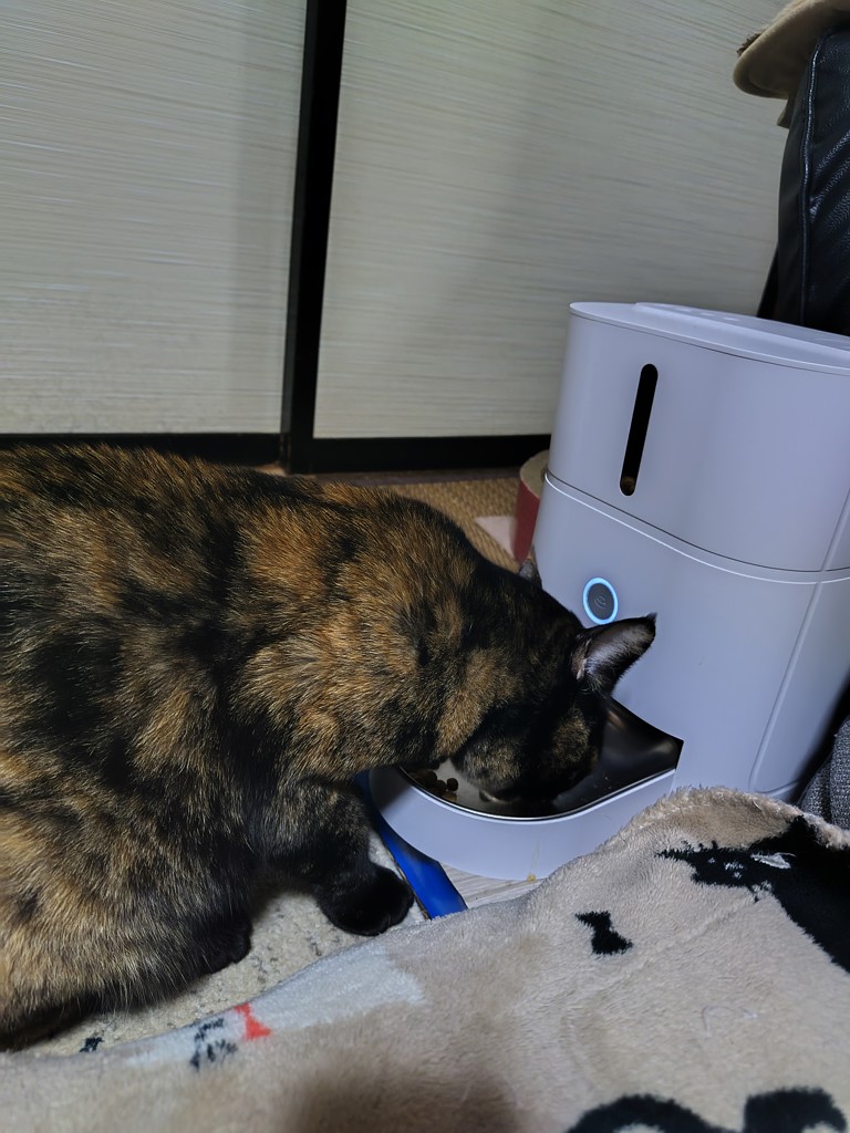 投稿写真