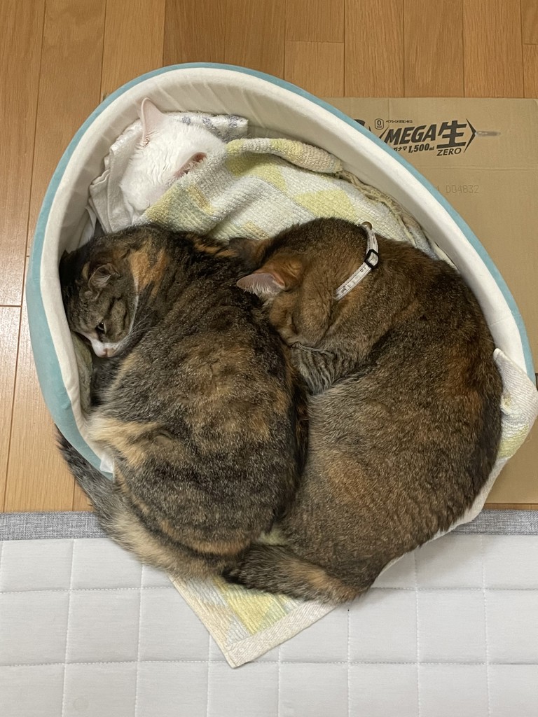 投稿写真