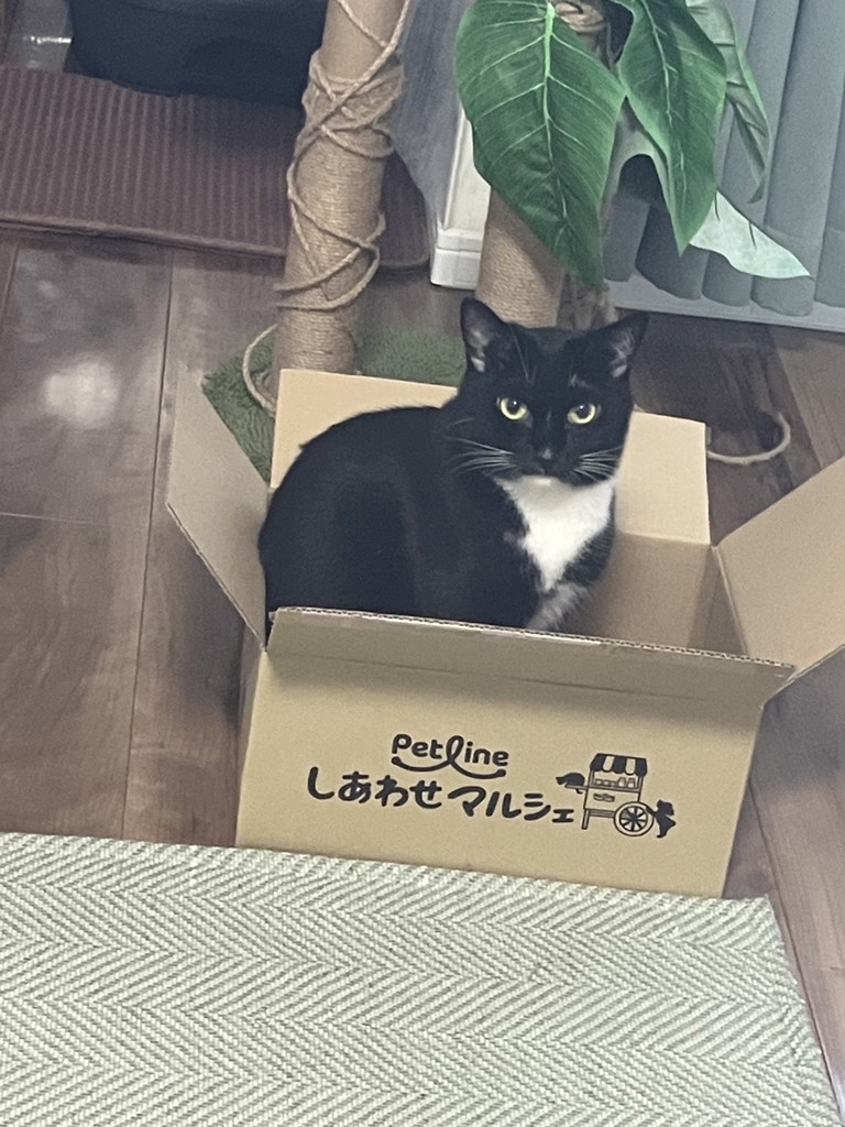 投稿写真