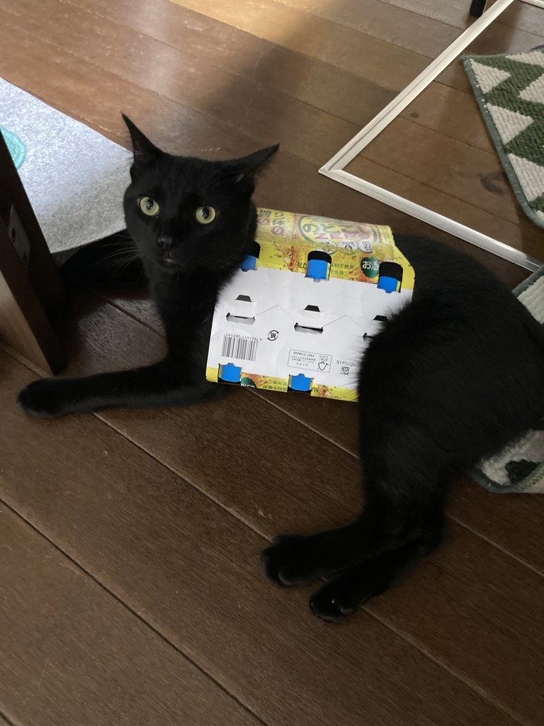 投稿写真
