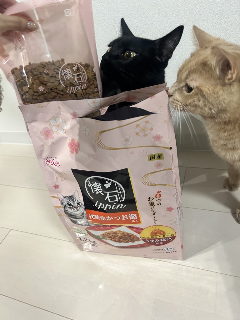 投稿写真