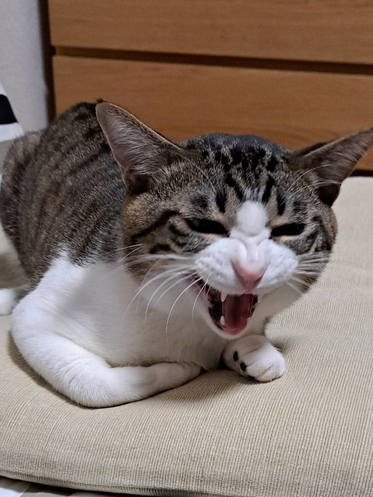 投稿写真