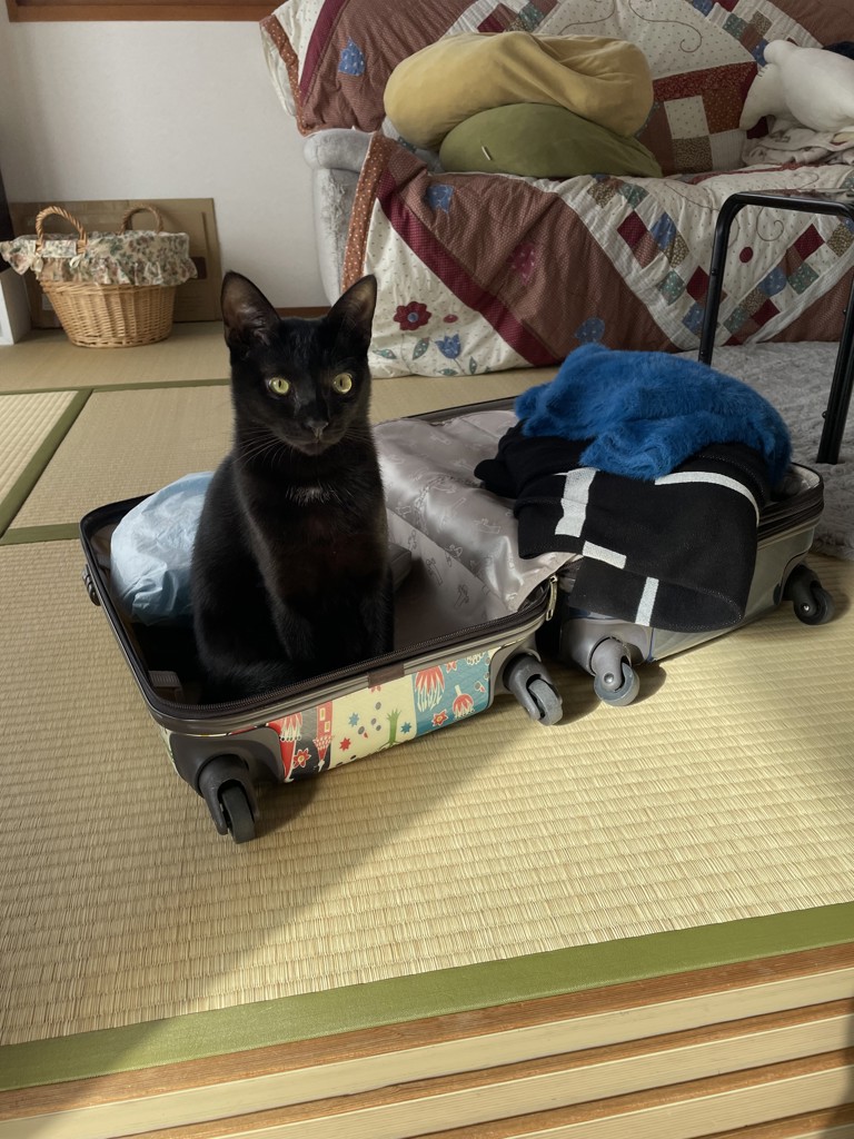 投稿写真