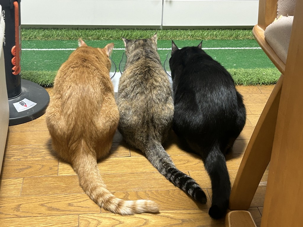 投稿写真