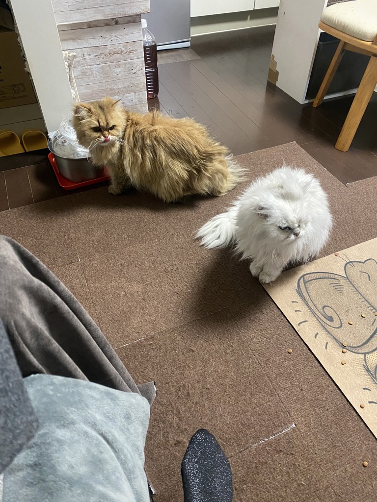 投稿写真