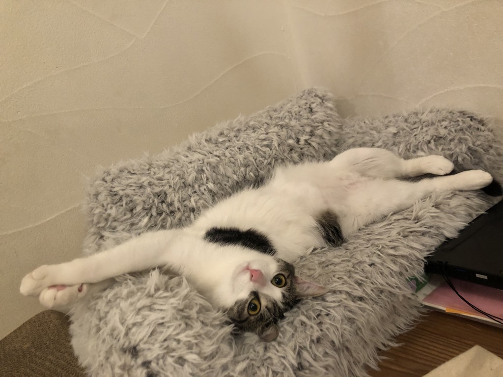 投稿写真