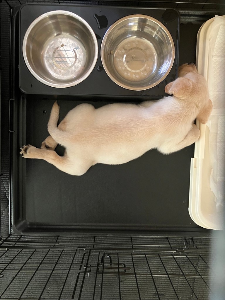 投稿写真