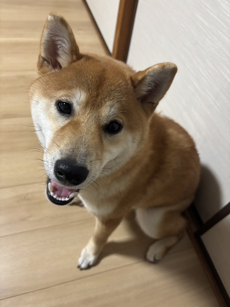 投稿写真