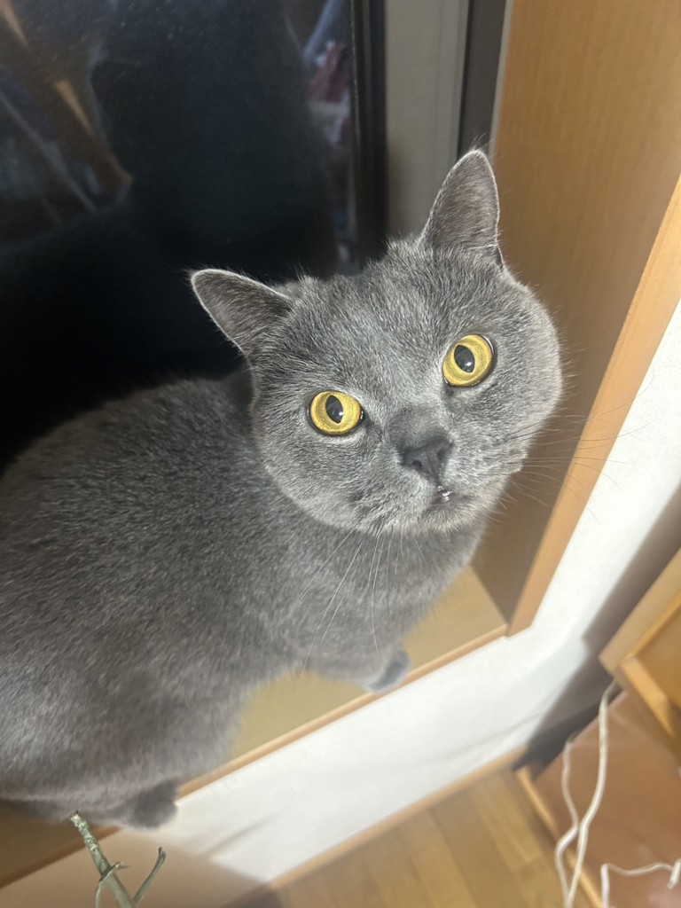 投稿写真