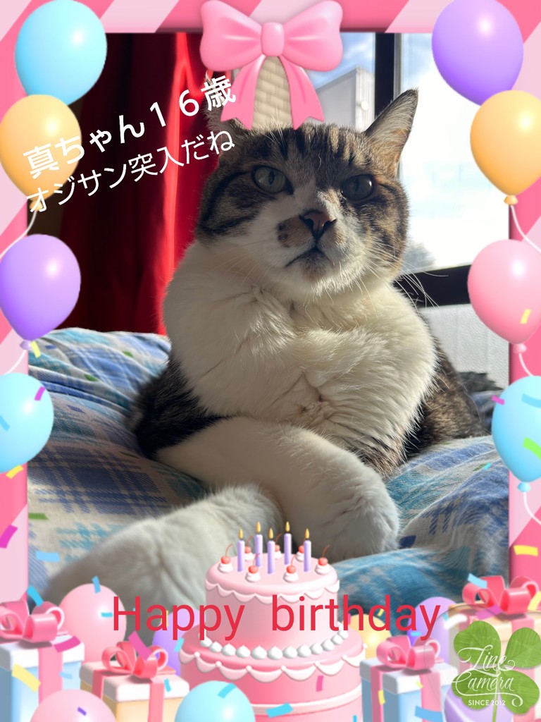 投稿写真