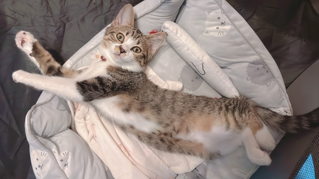 投稿写真