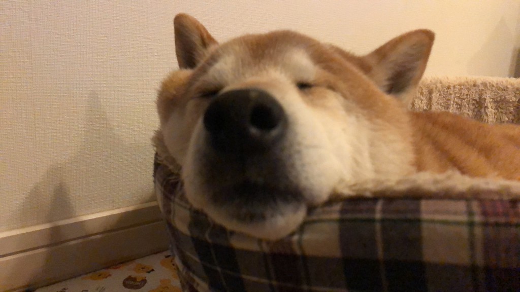 投稿写真