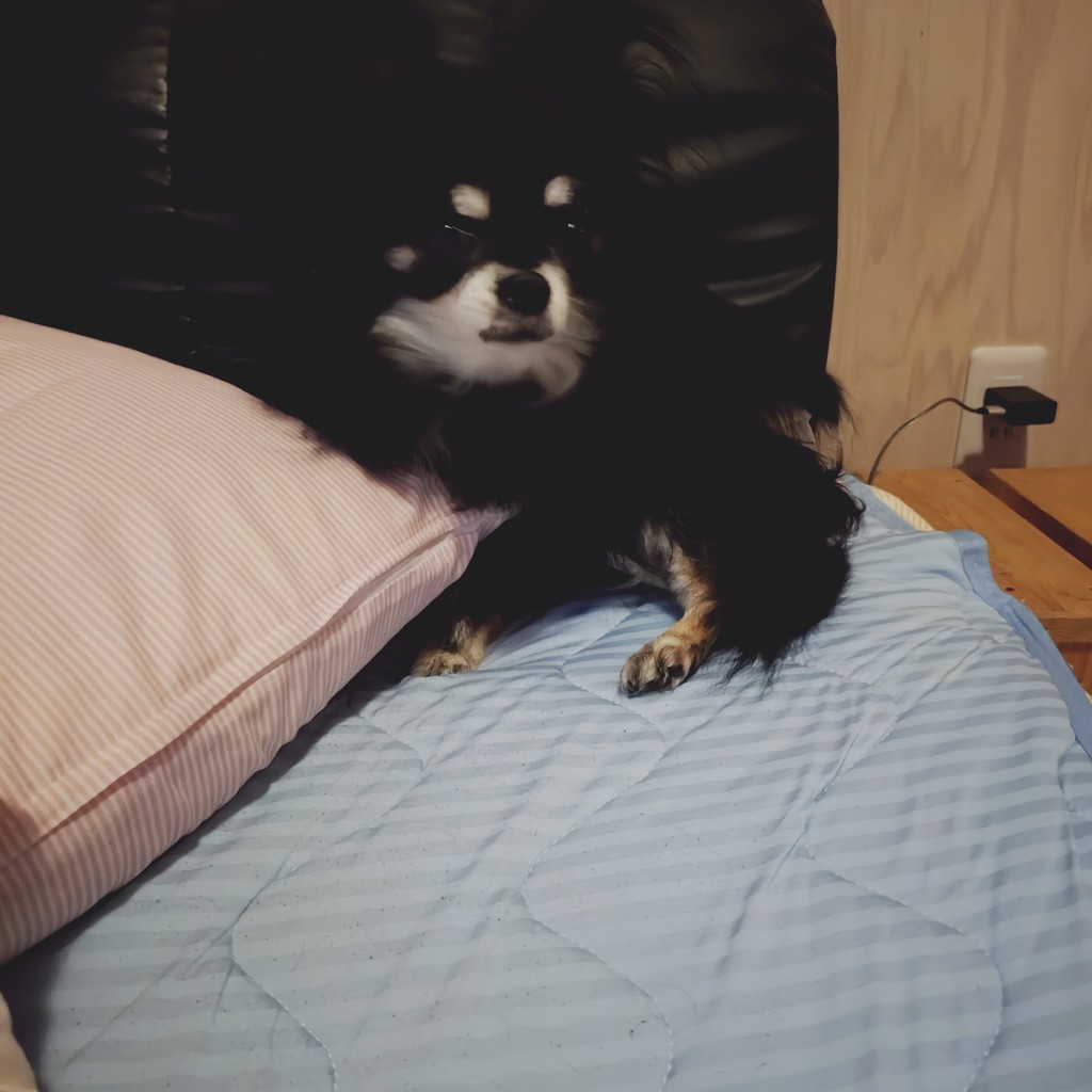 投稿写真