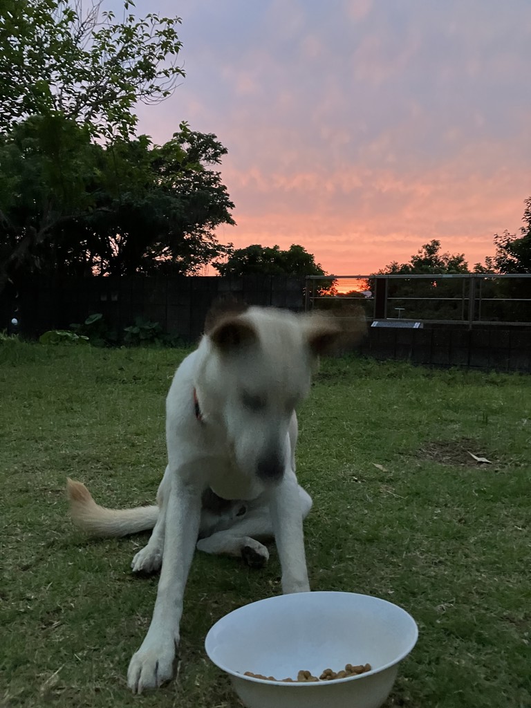 投稿写真