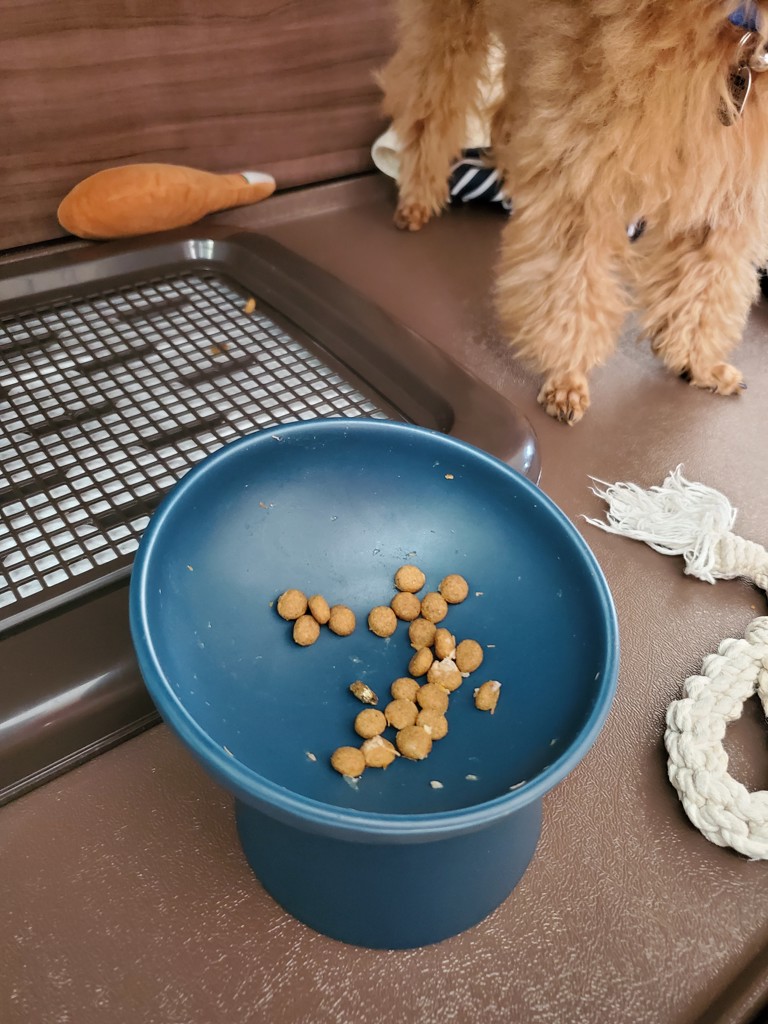 投稿写真