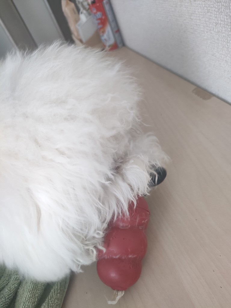 投稿写真