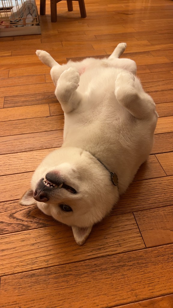 投稿写真