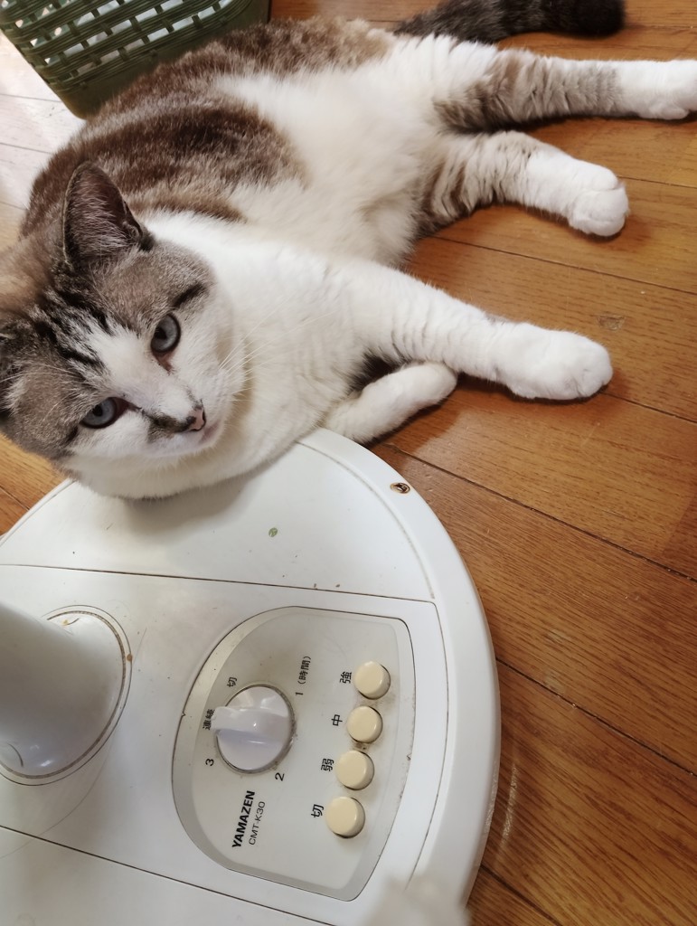 投稿写真