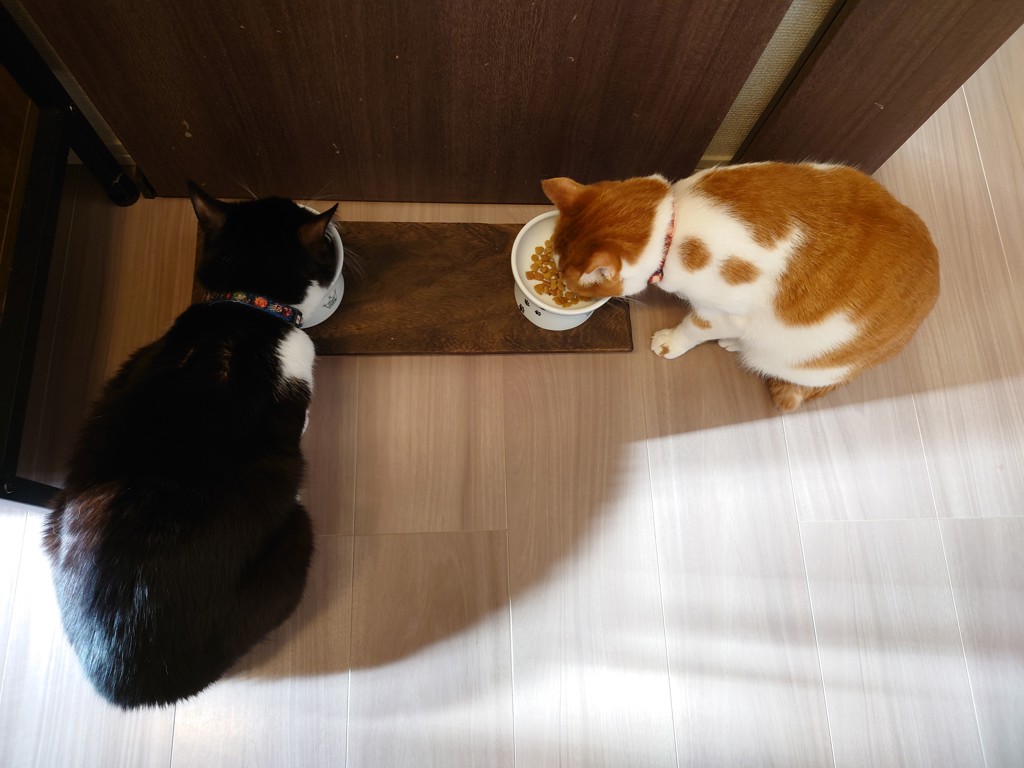 投稿写真