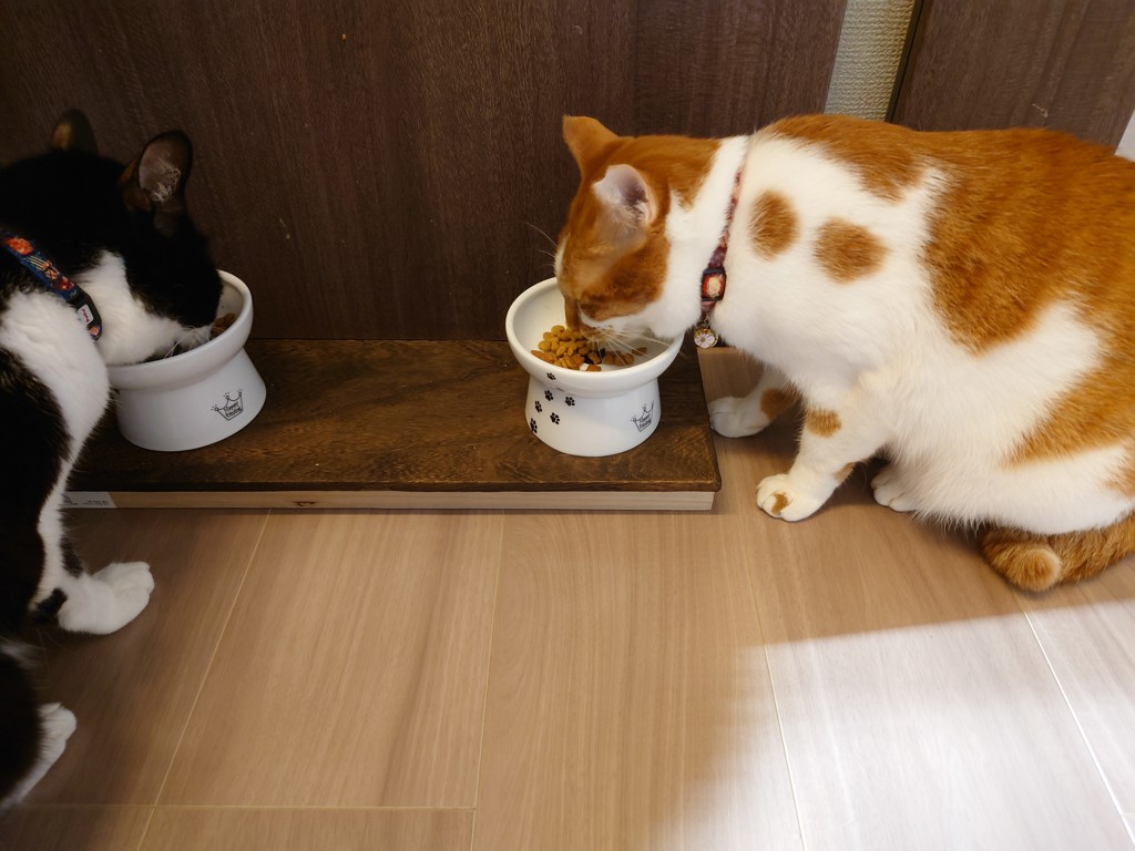 投稿写真