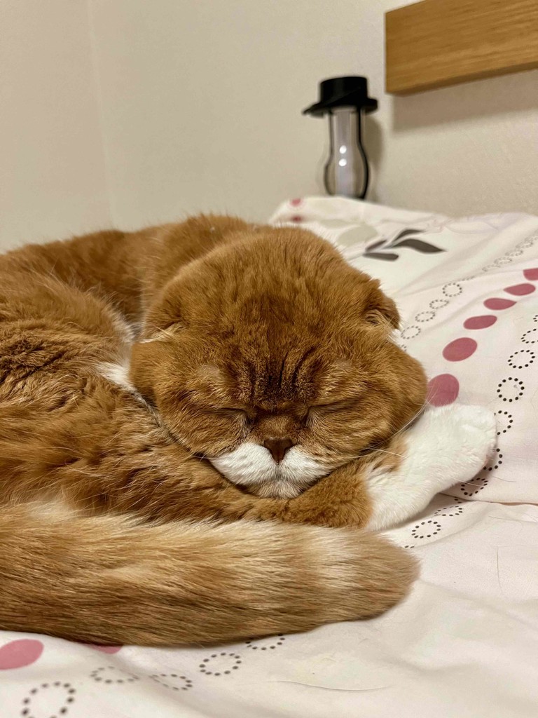 投稿写真